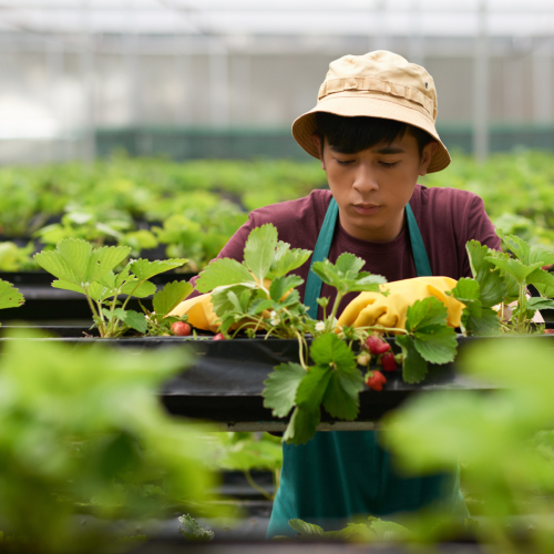 CÔNG TY TNHH THƯƠNG MẠI XUẤT NHẬP KHẨU BẢN VIỆT